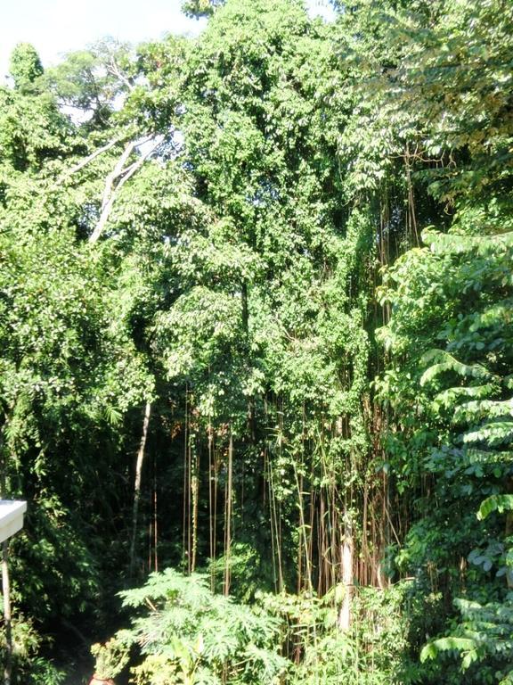 Latugu Homestay Ubud Экстерьер фото